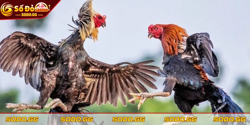 Cá Cược Đá Gà SODO - Kênh Chơi Uy Tín, Nạp Rút Nhanh Muốn thắng lâu dài, phải đọc đúng thực lực chiến kê