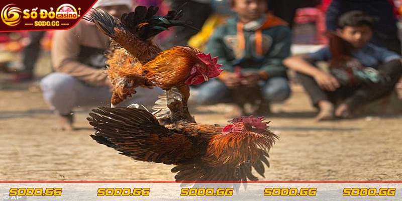 Đá Gà Ăn Tiền Thật - Trực Tiếp, Cược Nhanh, Thắng Lớn Tất cả trận đấu đều được truyền hình thẳng