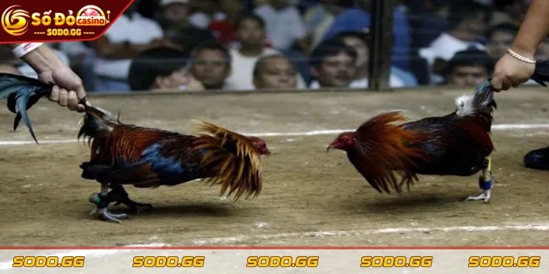 Đá Gà Trực Tiếp Thomo - Sân Chơi Máu Lửa Khuấy Động Cược Thủ Tìm hiểu hai loại hình đá gà trực tiếp Thomo phổ biến