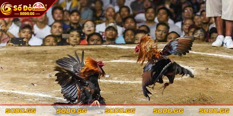 Cá Cược Đá Gà SODO - Kênh Chơi Uy Tín, Nạp Rút Nhanh Thông tin về cá cược đá gà SODO